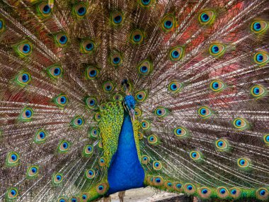 güzel tavuskuşu portresi 