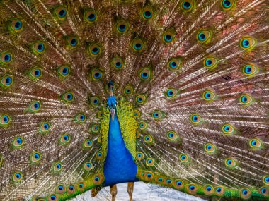 güzel tavuskuşu portresi 