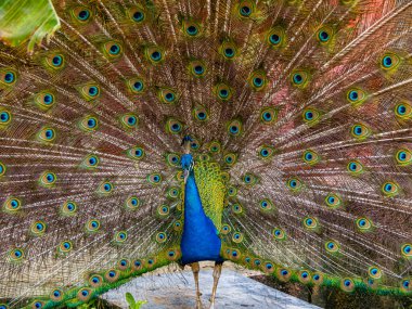 güzel tavuskuşu portresi 