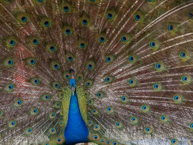 güzel tavuskuşu portresi 