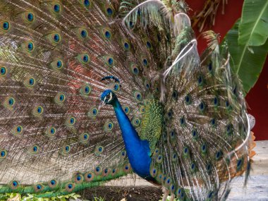 güzel tavuskuşu portresi 