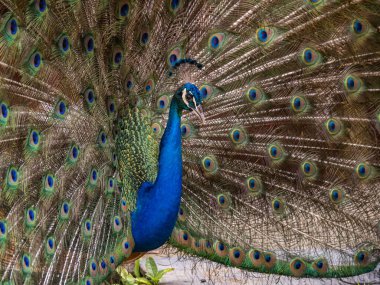 güzel tavuskuşu portresi 