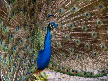 güzel tavuskuşu portresi 