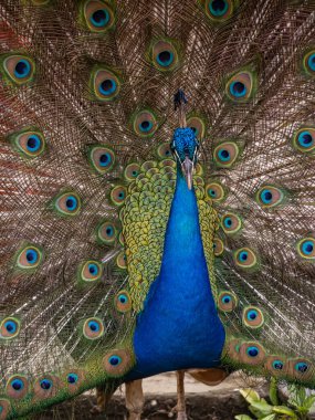 güzel tavuskuşu portresi 