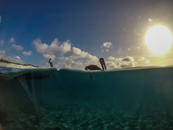 Bruine Pelikanen Het Caribische Eiland Curacao — Stockfoto