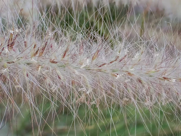 Closeup Grass Flora Nature — Stock Photo, Image