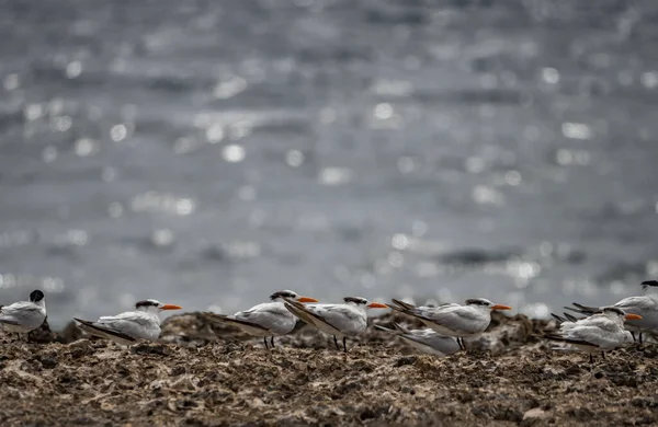 Πουλιά Playa Canoa Θέα Γύρω Από Κουρασάο Ένα Μικρό Νησί — Φωτογραφία Αρχείου