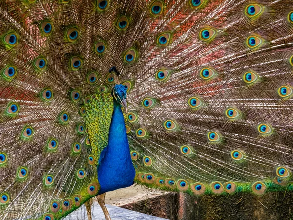 Portrait Beautiful Peacock — Stock Photo, Image