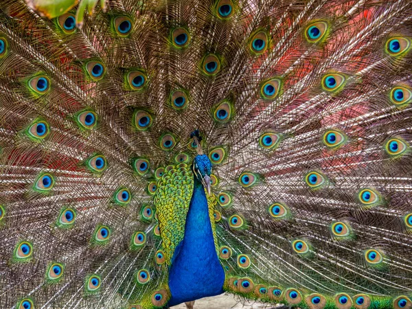 Portrait Beautiful Peacock — Stock Photo, Image