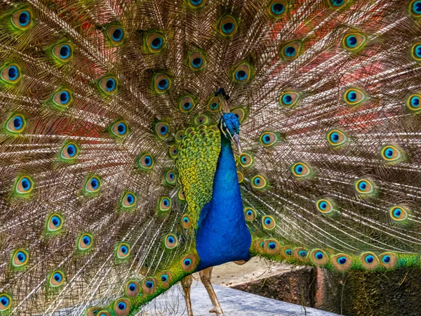 Portrait Beautiful Peacock — Stock Photo, Image