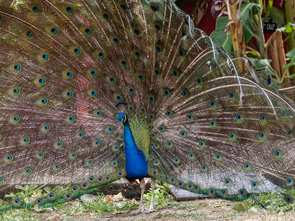 Retrato Hermoso Pavo Real — Foto de Stock