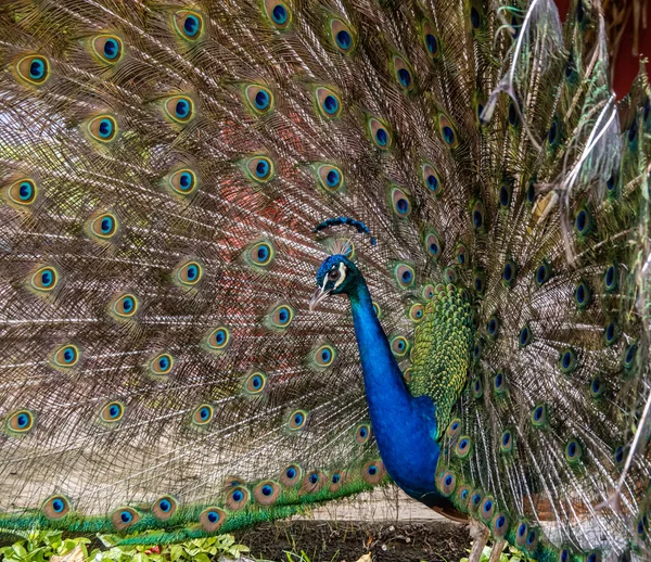 Retrato Hermoso Pavo Real — Foto de Stock