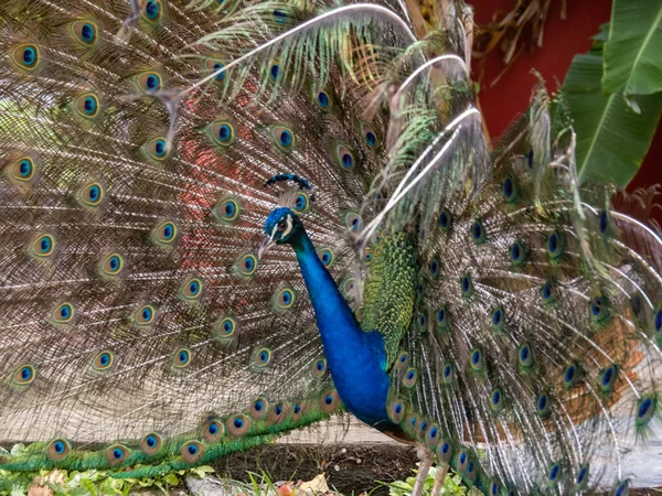 Retrato Hermoso Pavo Real — Foto de Stock