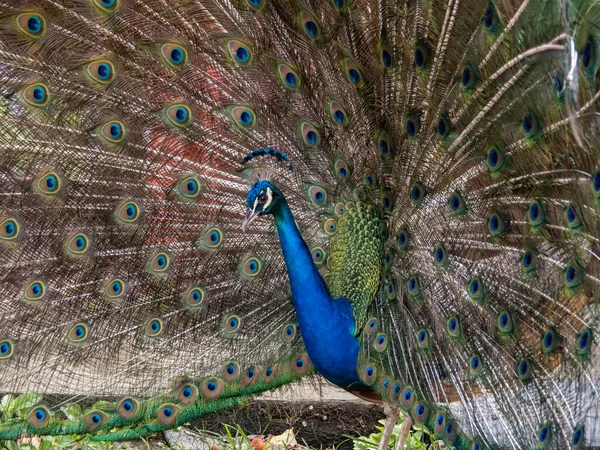 Portrait Beautiful Peacock — Stock Photo, Image