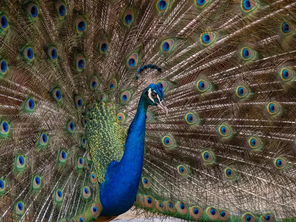 Portrait Beautiful Peacock — Stock Photo, Image