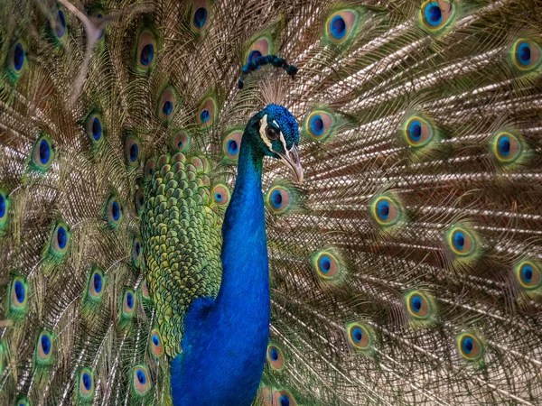 Portrait Beautiful Peacock — Stock Photo, Image