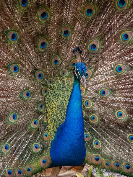 Portrait Beautiful Peacock — Stock Photo, Image