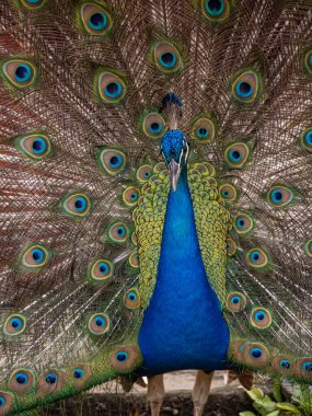 güzel tavuskuşu portresi 