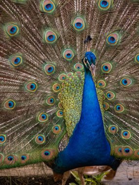 güzel tavuskuşu portresi 