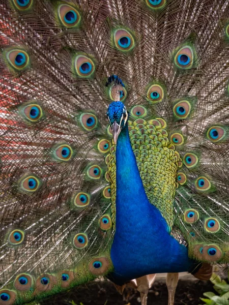 Portrait Beautiful Peacock — Stock Photo, Image