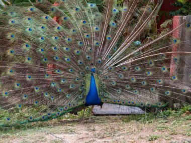 güzel tavuskuşu portresi 