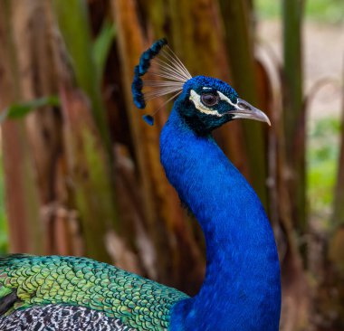 güzel tavuskuşu portresi 