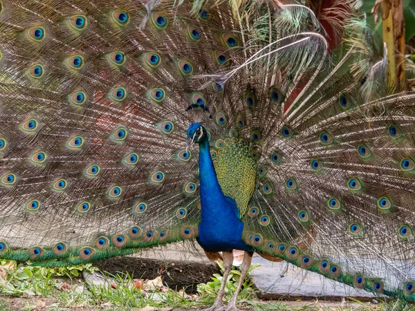 Retrato Hermoso Pavo Real — Foto de Stock