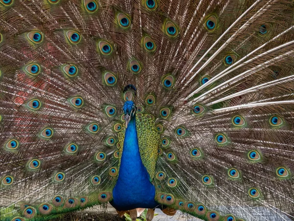 Retrato Hermoso Pavo Real — Foto de Stock