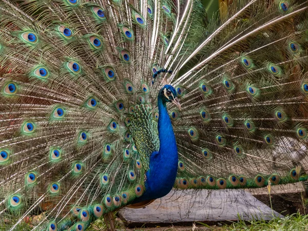 Retrato Hermoso Pavo Real — Foto de Stock