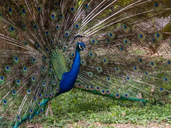 Portrait Beautiful Peacock — Stock Photo, Image