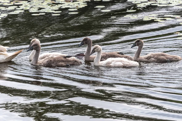 Cisnes Mudos Jovens Cygnus Olor Lago — Fotografia de Stock