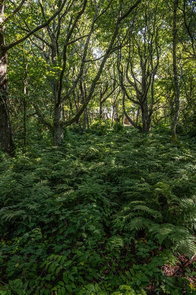 Vogelkoje Area Sylt Duitsland — Stockfoto