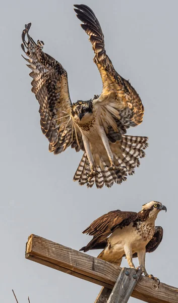 Västra Osprey Pandion Haliaetus Försök Att Landa — Stockfoto