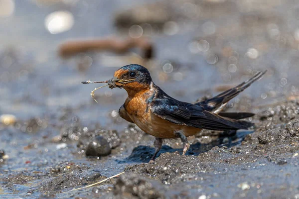 Barn Swallow Hirundo Rustica Collecting Nesting Material — 스톡 사진