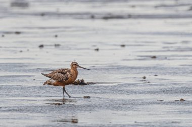 Almanya 'nın Sylt kentindeki Çubuk Kuyruklu Godwit (Limosa Lapponica)