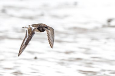 Uçuş oyununda Ruddy Turnstone (Arenaria)