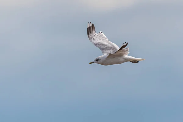 Seagull Flight Wadden Sea Germany — Stock Photo, Image