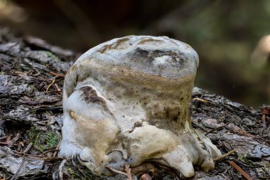 Bir Agarikon Mantarının Meyveli Vücudu