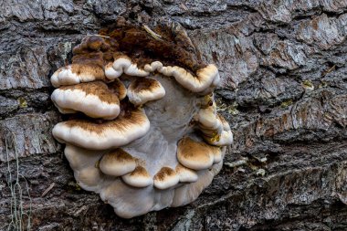 Resinous Polypore Meyve Gövdesi (Ischnoderma spektrometresi.)