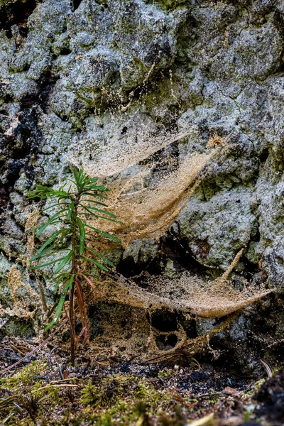 Conifer Seedling Covered Cobwebs Timber Dust — Stock Photo, Image