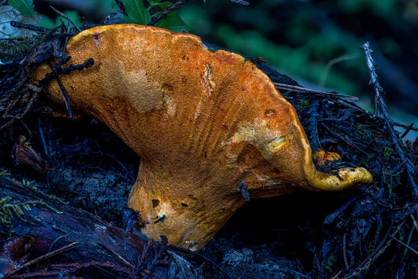 Fruchtkörper Des Hummerpilzes Hypomyces Lactifluorum — Stockfoto