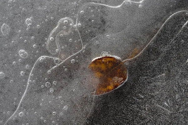 Modèles Dans Une Flaque Congelée — Photo