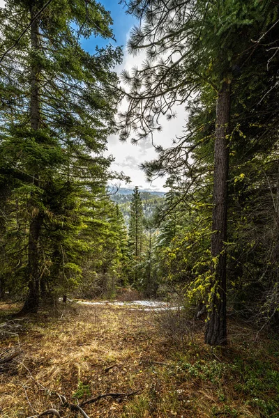 Wenatchee National Forest Nel Mese Novembre — Foto Stock