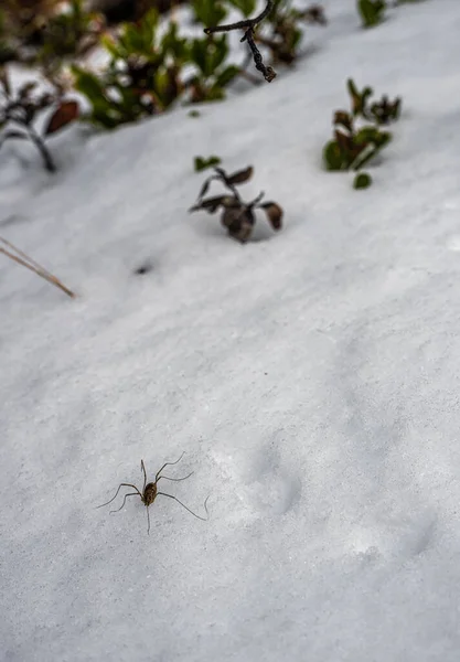 Papa Longleg Sneeuw — Stockfoto