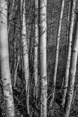 Birch Ağaç Grubu Sonbaharda