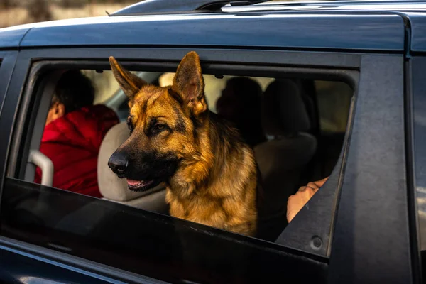 Alman Sheppard Köpeği bir arabanın camından dışarı bakıyor
