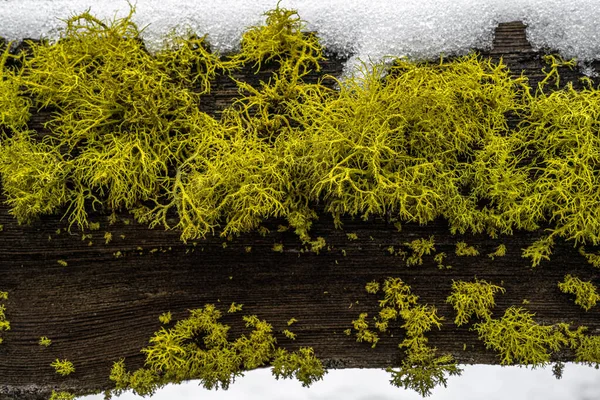 Wolf Lichen Letharia Vulpina Growing Fence — Fotografia de Stock