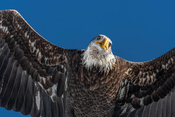 Bald Eagle Haliaeetus Leucocephalus Flight — Stock Fotó