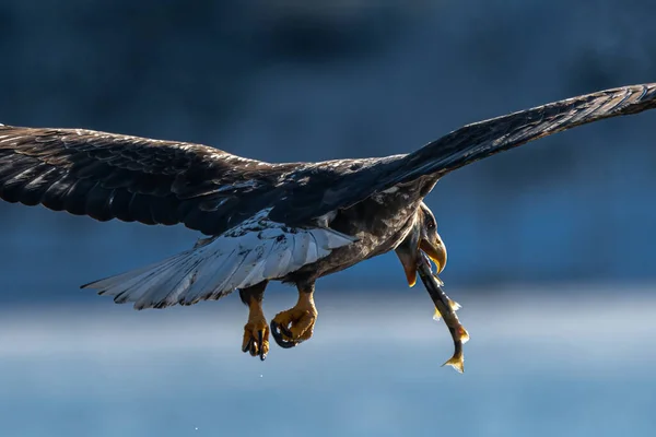 Bald Eagle Haliaeetus Leucocephalus Eating Flight — Stock Photo, Image