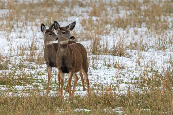 Mule Deer Odocoileus Hemionus November — Fotografia de Stock